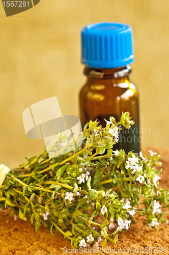 Image of thyme