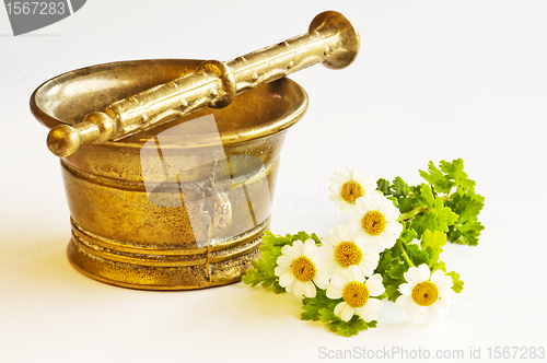 Image of mortar with feverfew