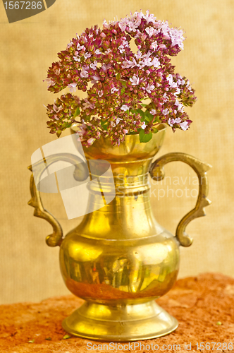 Image of oregano