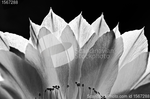 Image of blossom in back-light