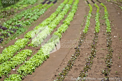 Image of cultivation of salad and vegetables