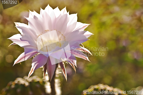 Image of Echinopsis eyriesii