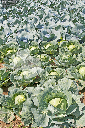 Image of cultivation of kale