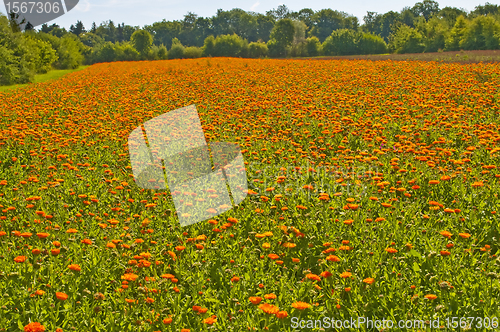 Image of marigold field