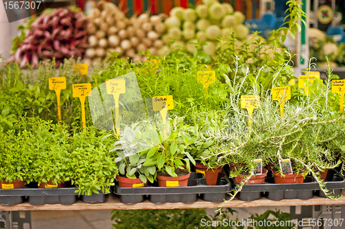 Image of kitchen herbs