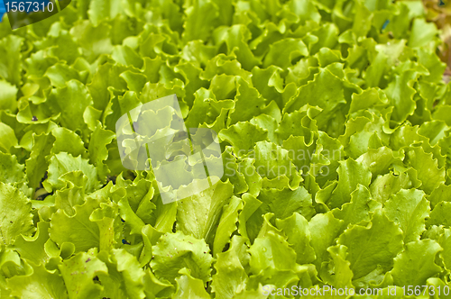 Image of seedlings of salad