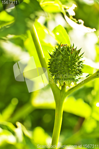 Image of thornapple