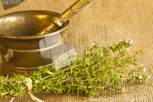 Image of thyme