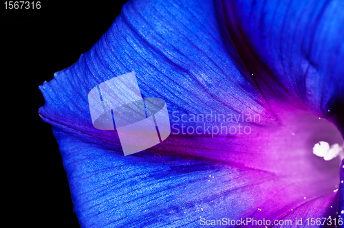 Image of morning glory