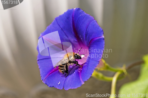 Image of bumble bee on morning glory