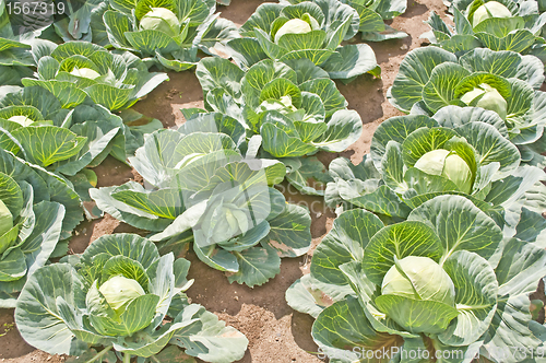 Image of cultivation of kale