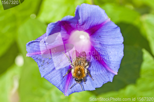Image of bumble bee on morning glory