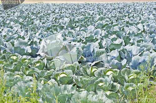 Image of cultivation of blue kale