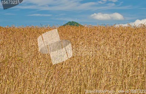 Image of spelt