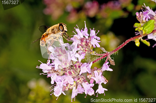 Image of bee on majoram