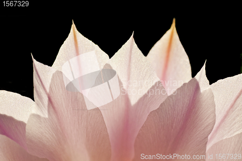 Image of blossom in back-light