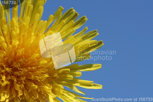 Image of Dandelion