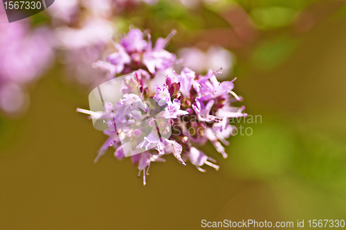 Image of oregano blooming