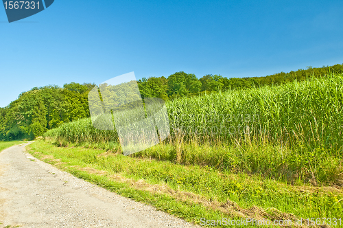 Image of switch grass