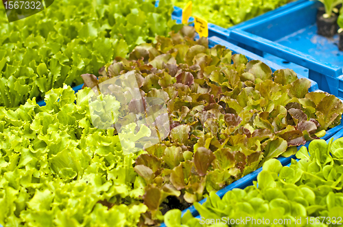 Image of seedlings of salad