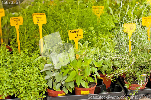 Image of kitchen herbs