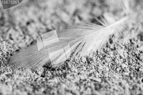 Image of feather