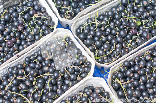 Image of black currant