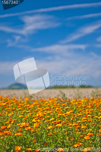 Image of marigold field