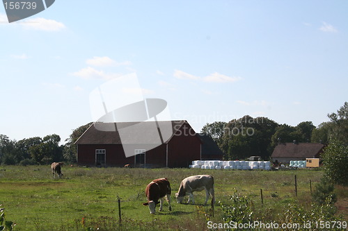 Image of Farm with cows