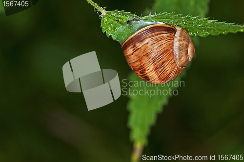 Image of lage garden snail, Helix pomatia