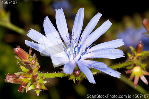 Image of Medicinal plant chicory