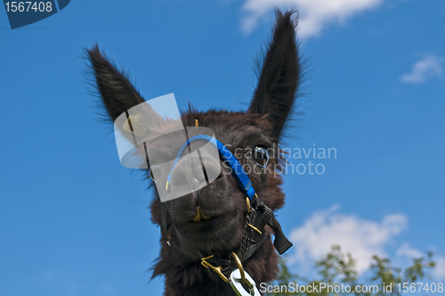 Image of Alpaca, Vicugna pacos