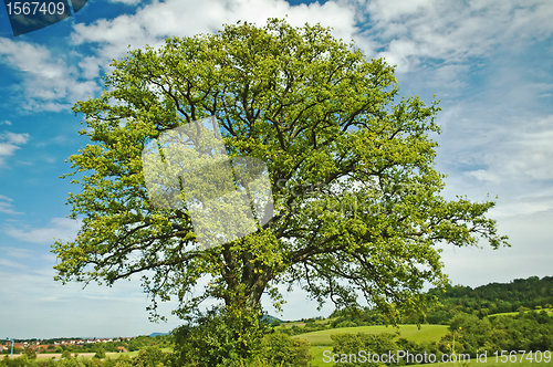 Image of tree in summertime
