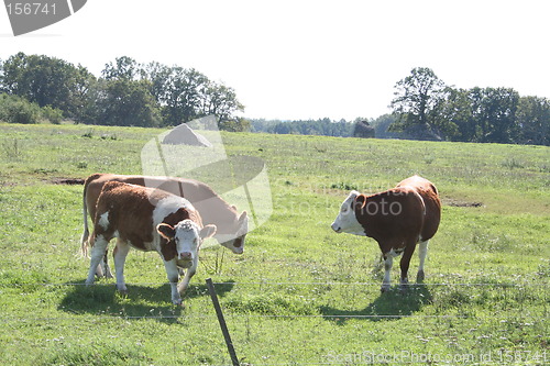 Image of Cows on pasturage