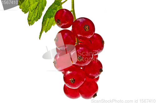 Image of raspberry