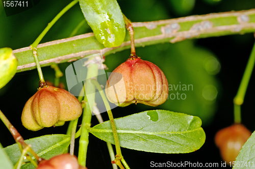 Image of European spindle tree