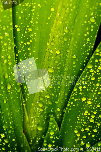 Image of green with drops