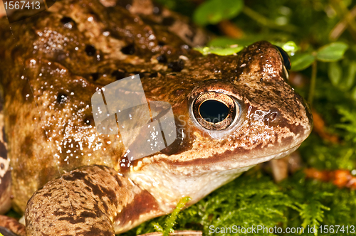 Image of agile frog, Rana dalmatina