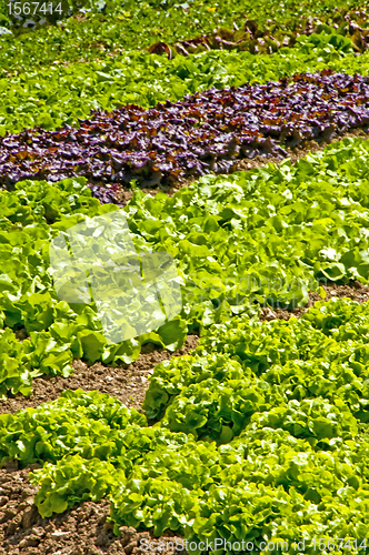 Image of salad cultivation