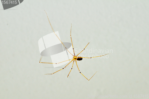 Image of daddy longleg