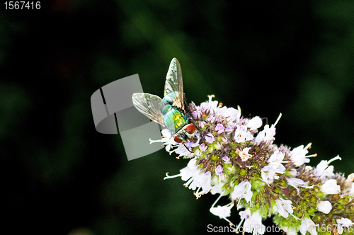 Image of fly, Lucilia caesar.