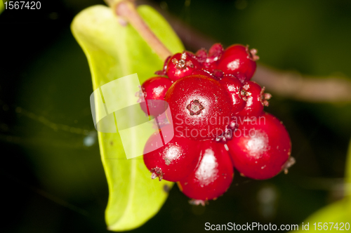 Image of Chinese medicinal plant honeysuckle