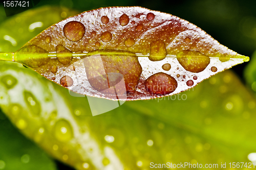 Image of bamboo