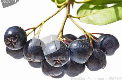 Image of choke-berry,Aronia melanocarpa