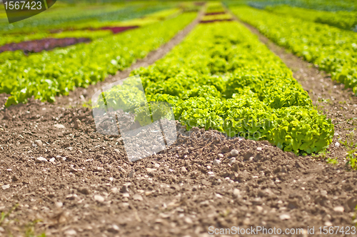 Image of salad cultivation