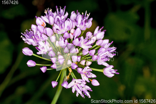 Image of Allium tuberosum engl.