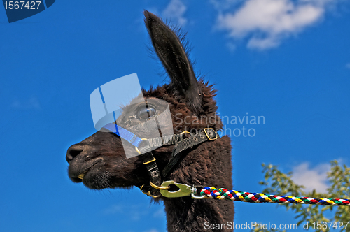 Image of Alpaca, Vicugna pacos