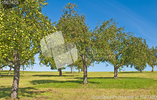 Image of apple-tree