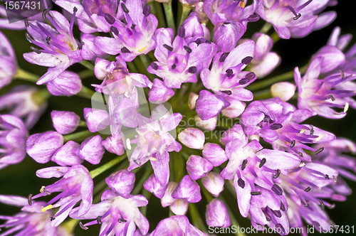 Image of Allium tuberosum engl.