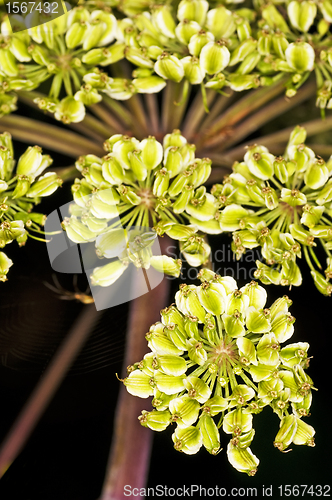 Image of angelica, Angelica sylvestris